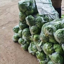 河南焦作博爱甘蓝，颜色绿，个头均匀，货源充足，保质保量。