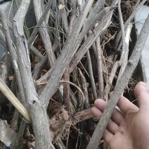 鬼箭羽种苗