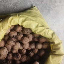 秦岭山老品种核桃，大山深处生长，海拨高生长周期长，口感好