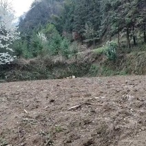 散养土鸡蛋，农村直供新鲜