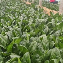 山东省滨州市绿色菠菜，各种超市电商大小规格都有，做工精细