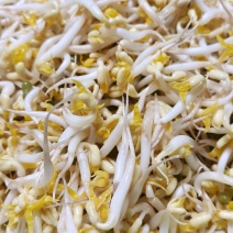 新货上市！新鲜绿豆芽，脆嫩多汁