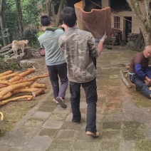 【岭南中桂】御桂系列黑油桂(白芽桂)老龄大桂边角料