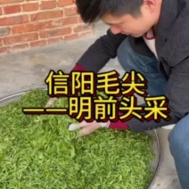 信阳毛尖，高山野茶好茶不怕品，明前茶上市