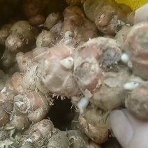 广东沙姜对接全国量大从优价格美丽质量好走货快欢迎询价
