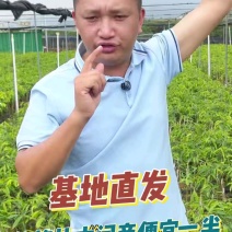 源头基地奇楠苗，品种正宗价格透明，全国可邮
