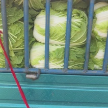 黄心菜上市，保质保量，可视频看货，
