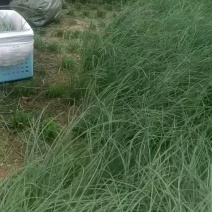 新鲜沙葱采摘中，品质超赞！
