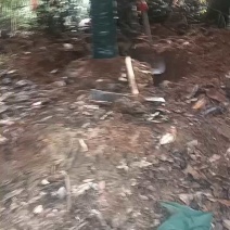 现货广玉兰1820元，大量有货！