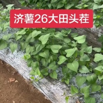 济薯苗济薯26苗济薯26号苗济薯26红薯苗济薯26号薯苗