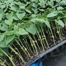 豆角苗子可种植，量大优惠联系我。