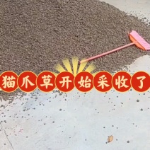 中药材猫爪草