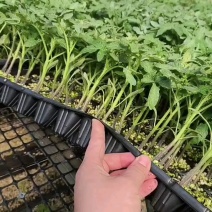 千禧圣女果苗贝贝小番茄苗直播苗嫁接苗免费技术指导包回收