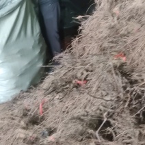醉金香沙藏苗，根系发达质量好，抓紧联系发货中！