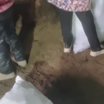 红提葡萄苗，沙藏苗保证成活率，打包发货