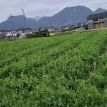 贵州豌豆尖一手货源常年有货鲜嫩翠绿承接餐饮酒店食堂火锅店