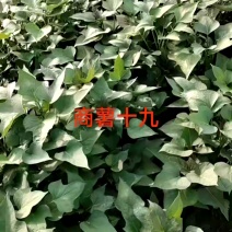 红薯苗四月十号开始供苗，欢迎各位老板，来电