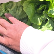 河南安阳精品生菜意大利生菜产地直发价优一件代发欢迎咨询
