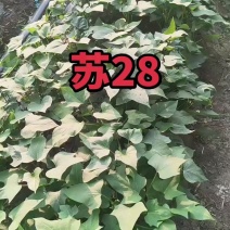 苏薯苗苏薯红薯苗苏薯8号红薯苗苏薯8号地瓜苗淀粉性红薯苗