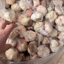 内蒙原油羊腰批发18元/斤，肉质好利润高！