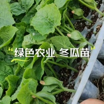 大黑冬瓜苗现货，基地直供，可定制！