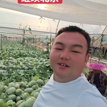 （晓蜜25哈密瓜）海南哈密瓜/对接果脯工厂市场