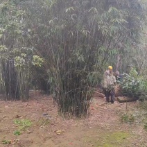 丛竹慈孝竹孝顺竹凤尾竹月竹刚竹