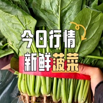 菠菜大叶菠菜河北净菜加工商超电商供货代发全国市场
