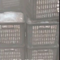 .现货：广东郁南（速冻冷藏无核黄皮果）量大价格从优。
