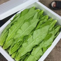 河北油麦菜精品油麦菜全国发货货量充足配花车