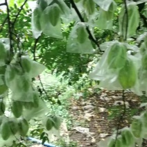 杨桃