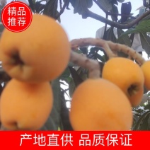 大五星枇杷，现货大量上市可视频看货支持电商市场批发