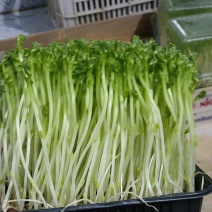 新鲜豌豆苗，订单种植，有需要可定做。