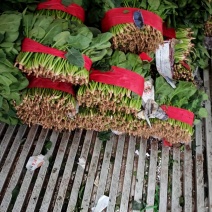 成都菠菜1块8，30公分货好走！