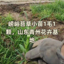 崂峪苔草小苗1毛/颗，山东青州基地直供