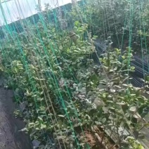 辽宁蓝莓大量上市，一手货源，基地直发，品质保证，欢迎电联