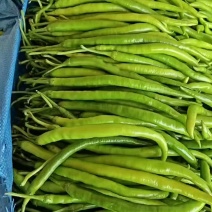 广东精品线椒，基地直发，新鲜采摘，品质保证，全国供应。