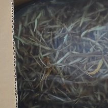 【热卖】干黄花菜自然晾干0添加品质保证欢迎选购