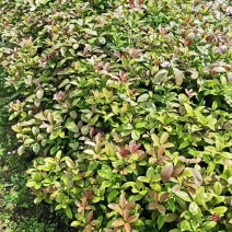 可食用正宗桂花八月盆栽庭院室内桂花树浓香型四季花卉绿植好