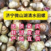 微山湖清水田螺，大量上市各种规格齐全。。。。