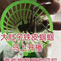 【老北京宝可梦】狼牙山纯种蝈蝈，平谷蝈蝈份房直供保质保量