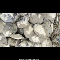 湖北天门河蚌，河水直接打捞，**货源，全国发货，鲜活量大