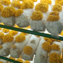 新鲜金耳现货，有机种植，量大稳定供应。