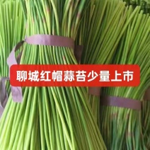 聊城大张蒜苔大量上市，需要的老板提前联系！
