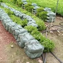 三叉苦杯苗钦州基地直发规格齐全保质保量供货