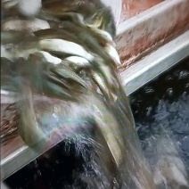 新一代长江抗病草鱼苗，各种鱼苗，包配送，死亡包赔，