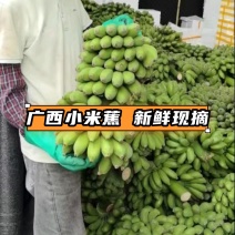 广西小米蕉产地直供品质保证服务周到
