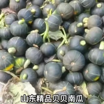 贝贝南瓜大量上市量大价优一手货源诚信经营欢迎来电