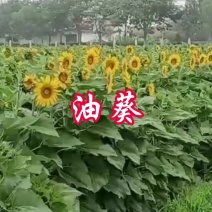观赏玩具向日葵种子春夏四季播大瓜籽盆栽蔬菜葵花籽高产