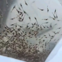 罗沼氏虾苗，大头虾苗，长臂虾苗，泰国虾苗，台湾虾苗可空运发货